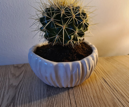 Vaso/porta piantina grassa,vassoio piante,svuotasche